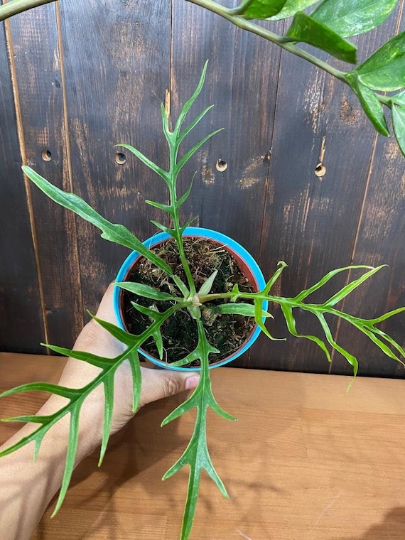 Philodendron Tortum (Rare Plant) - Live Indoor Houseplant – Easy Care Tropical Starter Plant, Beginner Friendly Decorative Foliage