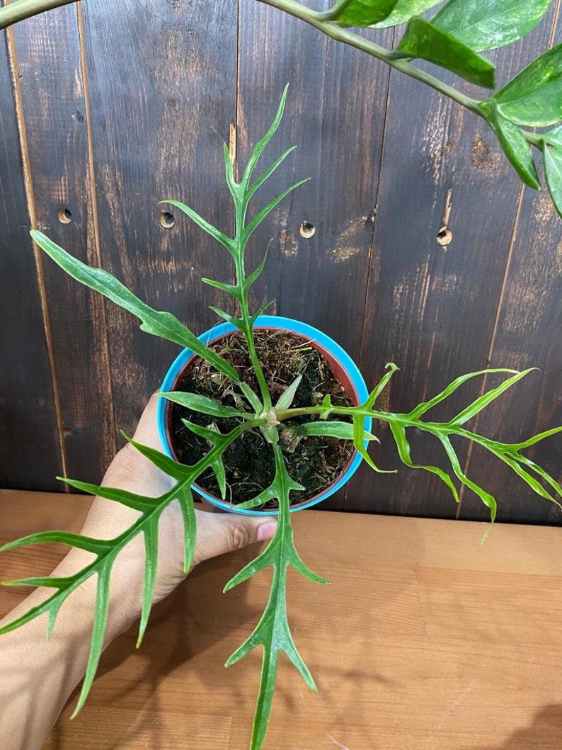 Coollective Plants Philodendron Tortum - Thumbnail 4
