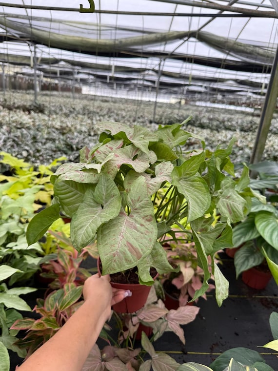 Syngonium Milk Confetti :  Indoor Plants - Easy Care Houseplant - Starter Plant ,Live Indoor, Easy to Grow - Beginner Plant