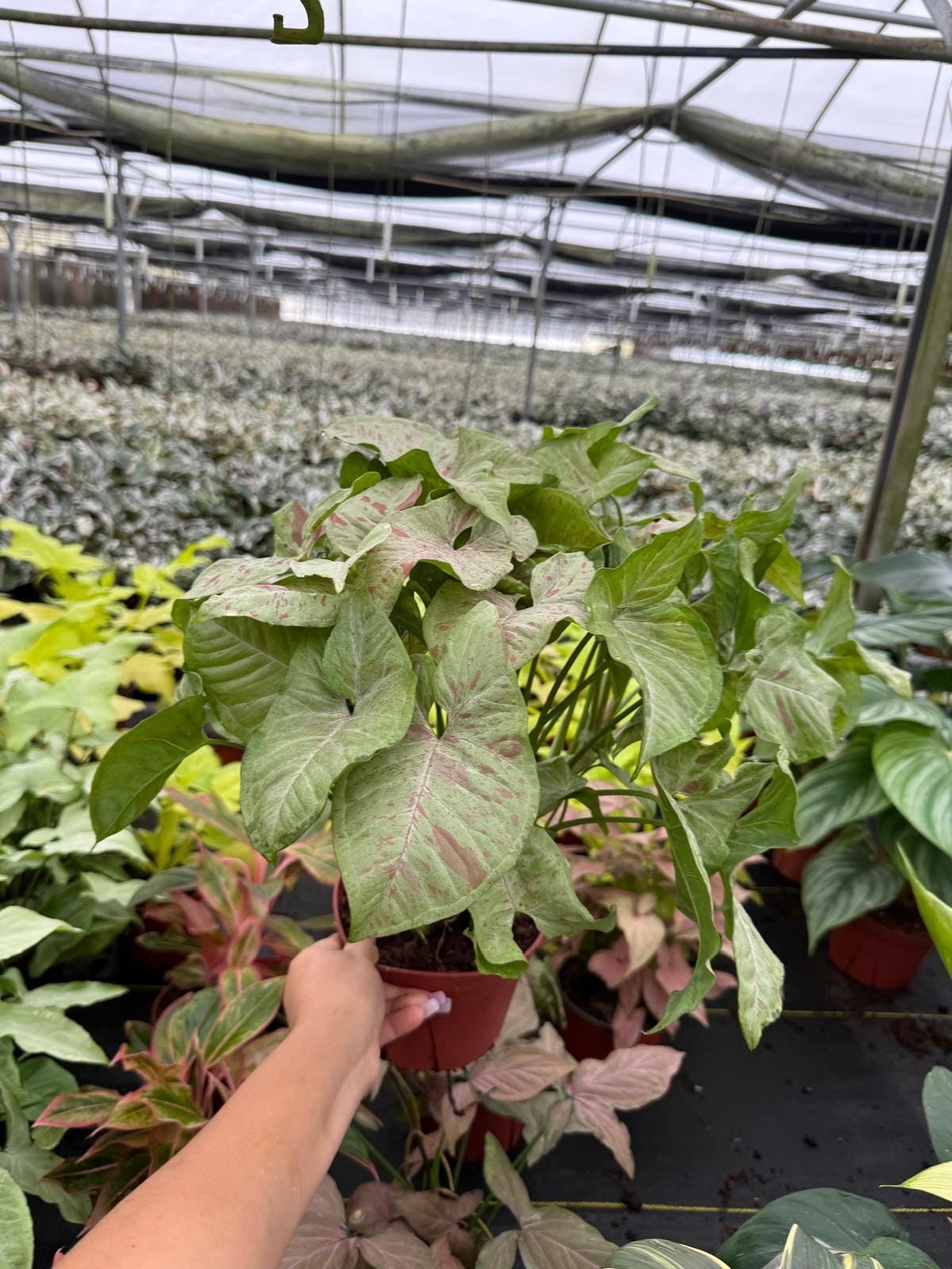 Syngonium Milk Confetti :  Indoor Plants - Easy Care Houseplant - Starter Plant ,Live Indoor, Easy to Grow - Beginner Plant