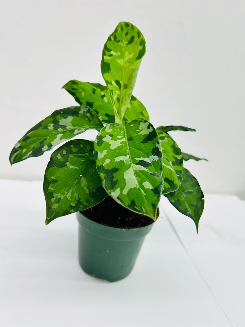 May include: A potted Aglaonema plant with vibrant green and white variegated leaves. The plant is in a small, dark green plastic pot, set against a plain white background. The leaves display a striking camouflage-like pattern.