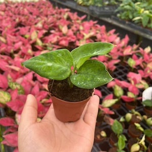 May include: A small potted plant with vibrant green leaves, held in a hand. The plant is in a brown plastic pot, set against a backdrop of other plants with pink and green foliage in a greenhouse setting.
