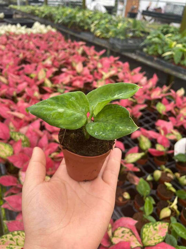 May include: A small potted plant with vibrant green leaves, held in a hand. The plant is in a brown plastic pot, set against a backdrop of other plants with pink and green foliage in a greenhouse setting.
