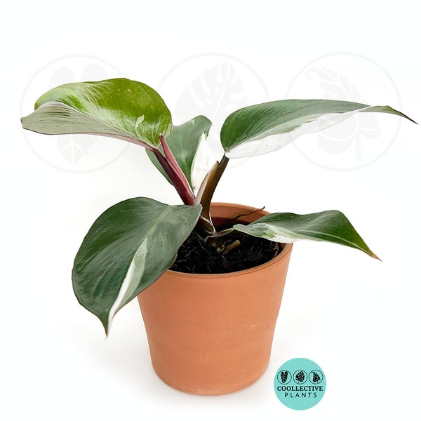 Philodendron White knight : Indoor Plants - Easy Care Houseplant - Starter Plant ,Live Indoor, Easy to Grow - Beginner Plant