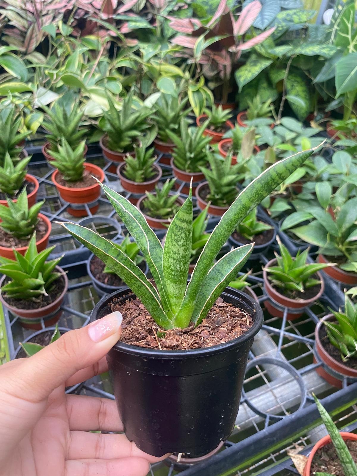 Marsha Anjani Snake Plant – Sansevieria Indoor Live Plant