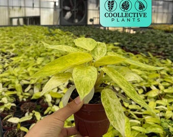 Philodendron Painted Lady - Easy Care Live Indoor Tropical Houseplant – Beginner Friendly Starter Plant for Home or Office