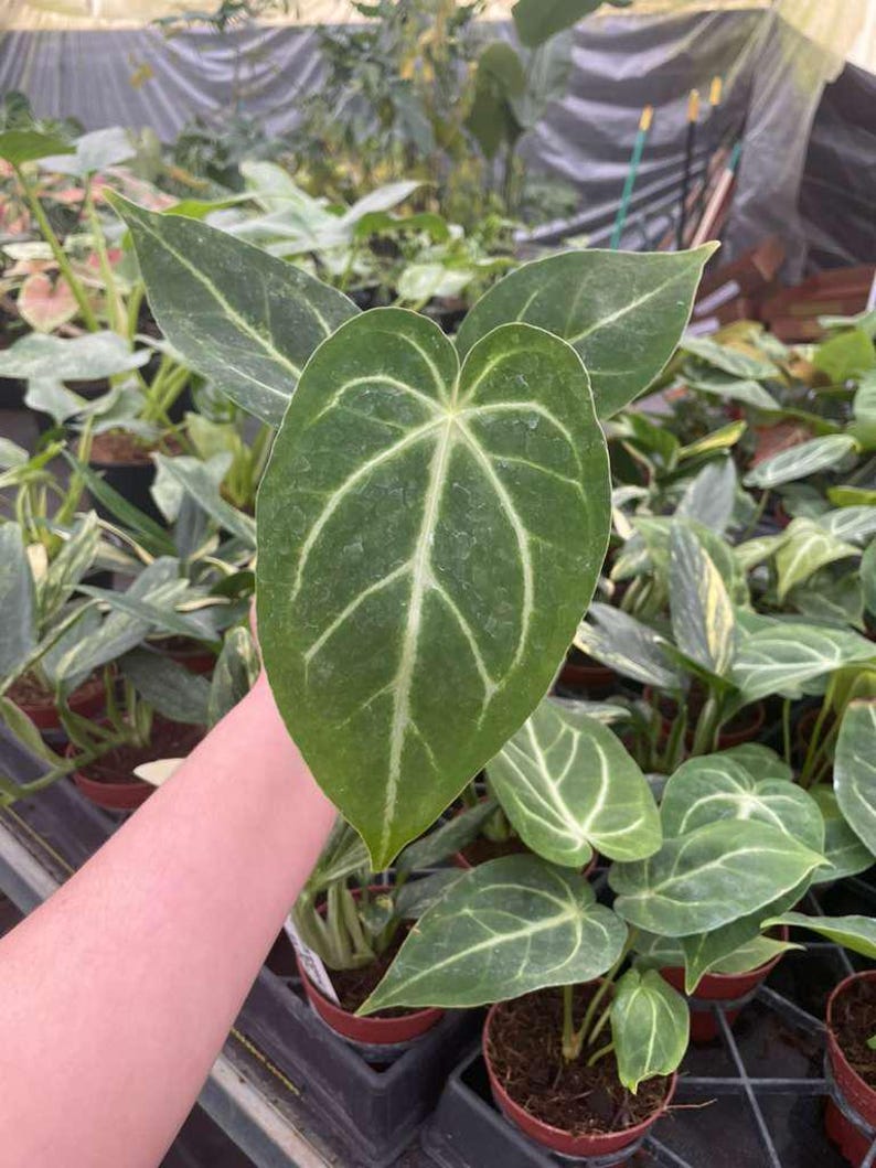 Coollective Plants Anthurium Magnificum Plant - Thumbnail 5