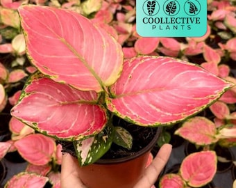 Aglaonema Geely Red : Red Chinese Evergreen Plant – Tropical Low Light Houseplant – Easy Care Live Starter Plant