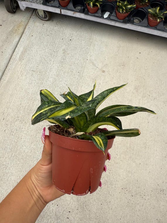 Sansevieria Trifasciata 'hahnii' Spiral - Etsy