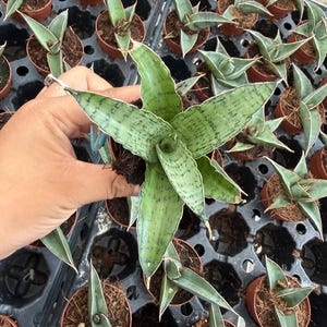 2" Sansevieria ‘Frozen Rose’ Live Plant – Rare Mini Snake Plant, Easy Care Indoor Succulent, Compact Houseplant