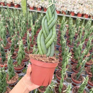May include: A potted Sansevieria cylindrica, also known as a snake plant, with a unique braided design. The plant features long, cylindrical, green leaves and is held in a small, brown pot. The background shows a greenhouse filled with similar plants.