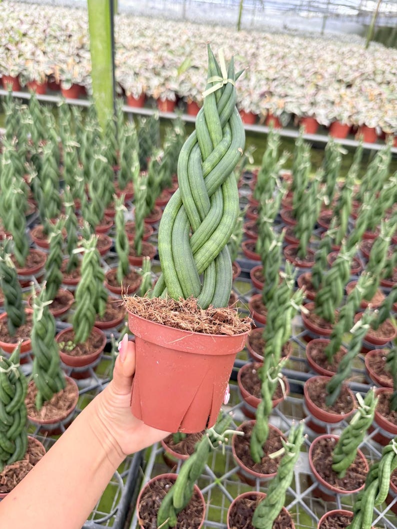 May include: A potted Sansevieria cylindrica, also known as a snake plant, with a unique braided design. The plant features long, cylindrical, green leaves and is held in a small, brown pot. The background shows a greenhouse filled with similar plants.