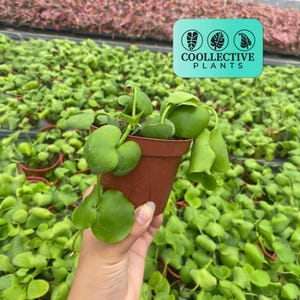 Dischidia Platyphylla Live Plant – Unique Trailing Indoor Houseplant – Low Maintenance