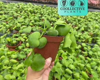 Dischidia Platyphylla Live Plant – Unique Trailing Indoor Houseplant – Low Maintenance