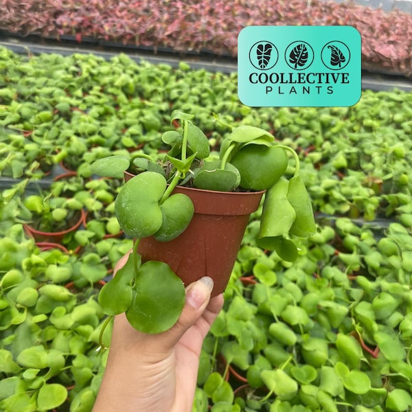 Dischidia Platyphylla Live Plant – Unique Trailing Indoor Houseplant – Low Maintenance