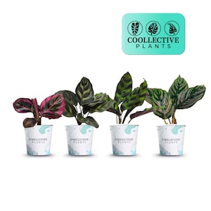 Calathea Collection 4-Pack – Live Prayer Plant Set in 2” Pots – Lancifolia, Ornata, Makoyana, Rosy – Easy Care Tropical Indoor Houseplants