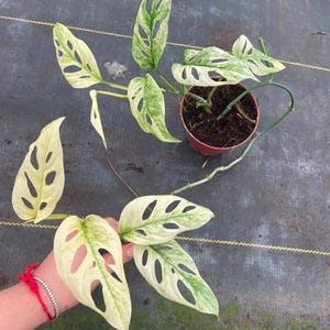May include: A variegated Monstera adansonii plant with cream and green leaves featuring natural fenestrations. The plant has a trailing vine structure with some leaves rooted in a small brown plastic pot and others held outward to display the pattern.
