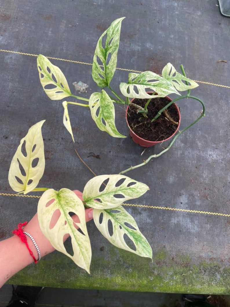 May include: A variegated Monstera adansonii plant with cream and green leaves featuring natural fenestrations. The plant has a trailing vine structure with some leaves rooted in a small brown plastic pot and others held outward to display the pattern.