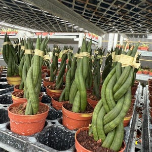 May include: Rows of potted Sansevieria cylindrica plants, also known as snake plants, with braided stems. The plants are in small, orange-brown pots, arranged on a black tray. The plants are green with light green stripes and are tied with tan twine.