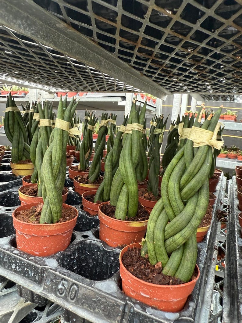 May include: Rows of potted Sansevieria cylindrica plants, also known as snake plants, with braided stems. The plants are in small, orange-brown pots, arranged on a black tray. The plants are green with light green stripes and are tied with tan twine.