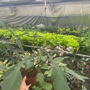 Pu&ograve; includere: Una grande pianta verde scuro con foglie e pi&ugrave; steli che crescono in un vaso marrone. La pianta &egrave; circondata da altre piante in una serra.