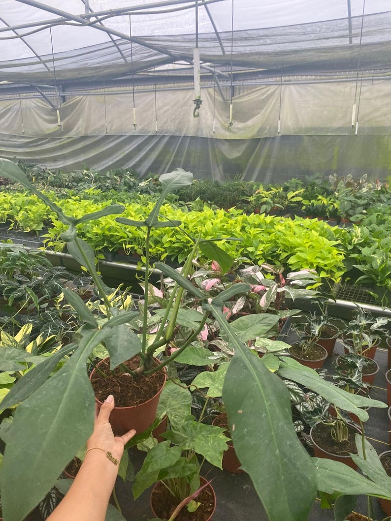 Coollective Plants Philodendron Joepii - Thumbnail 3