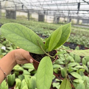 4" Pot Hoya Vitellinoides Big Leaf Plant | Rare Hoya Live Plant | Large Leaf Tropical Houseplant | Collector Indoor Plant