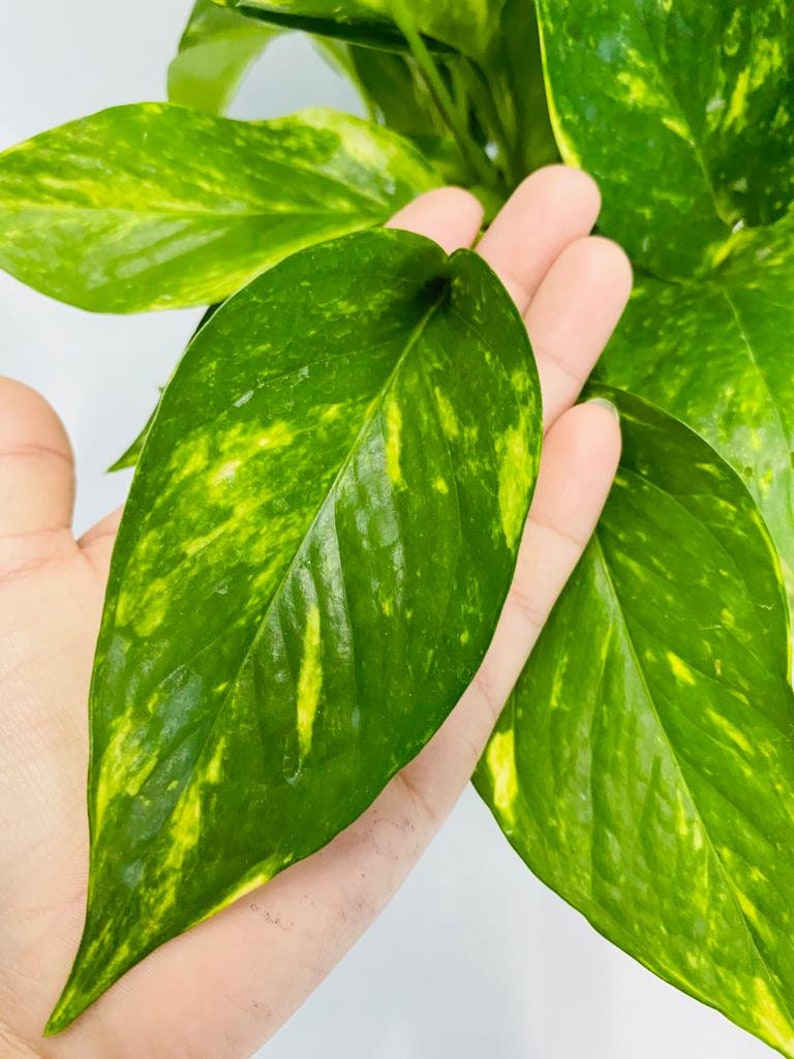 Coollective Plants Pothos Houseplant - Thumbnail 3