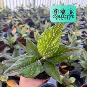 Aglaonema Red Vein : Red Leaf Tropical Chinese Evergreen – Indoor Live Plant for Home Decor – Easy Care Houseplant for Beginner Growers