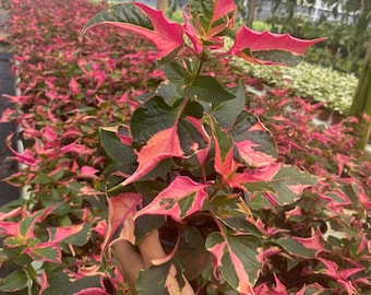 Alternanthera Party time