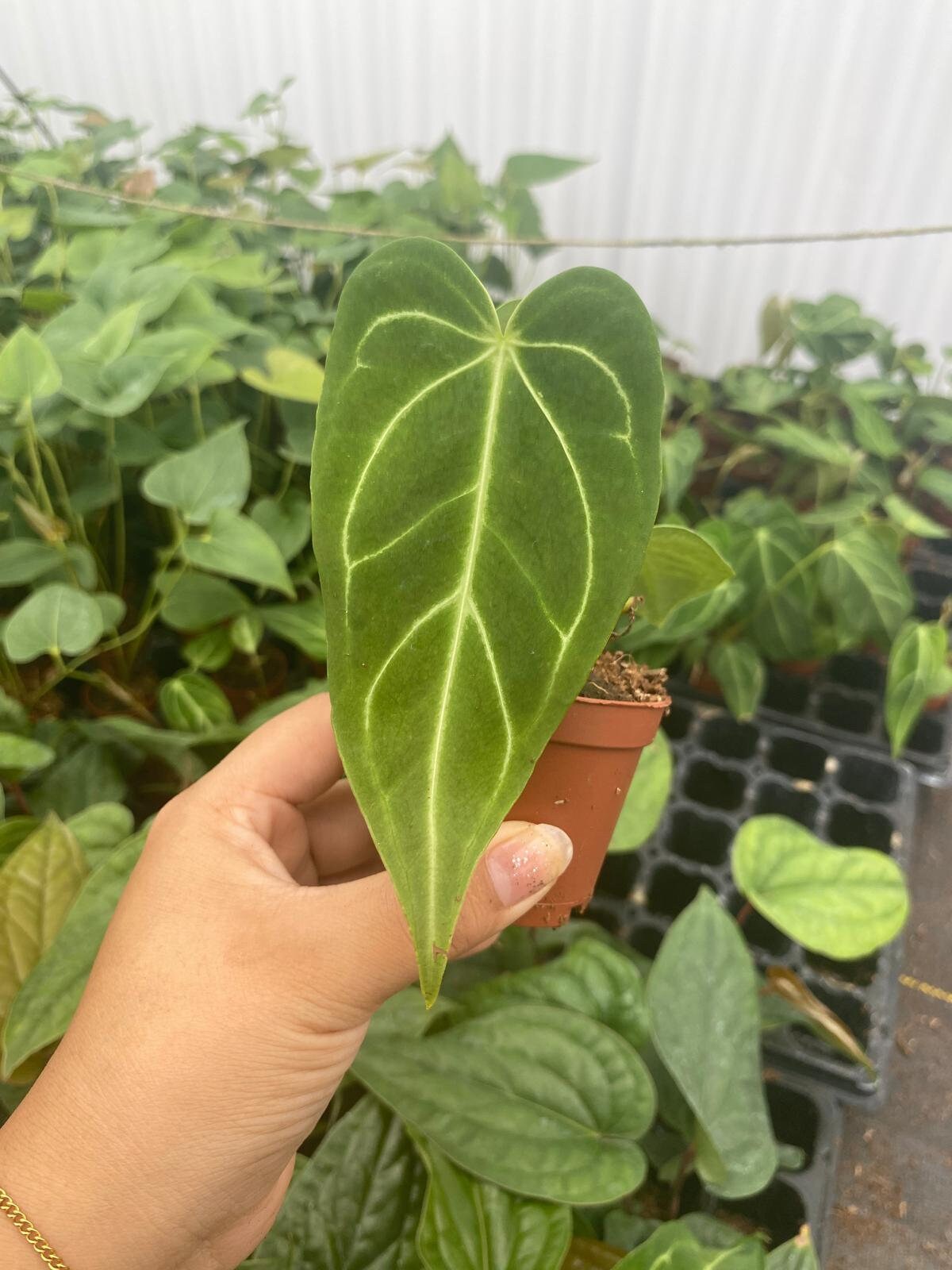 Anthurium Regale Live Plant: Majestic Aroid Hybrid, Unique Plant Gift - Etsy
