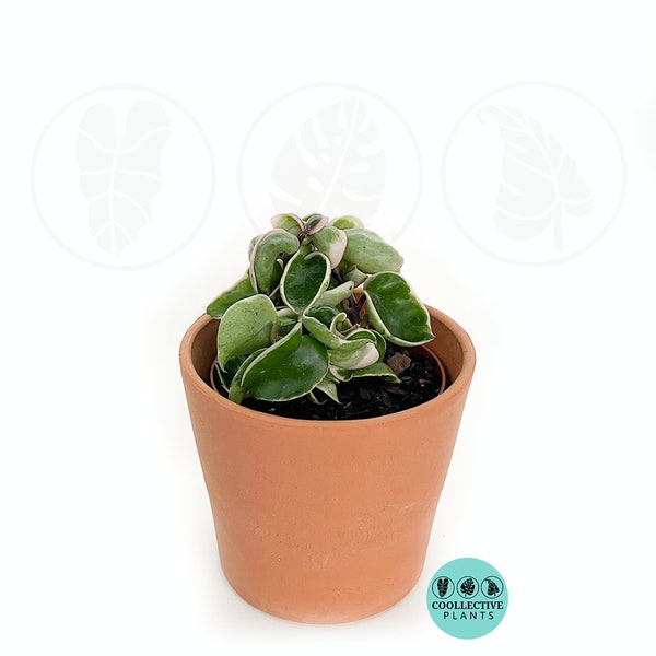 4"/6" Hoya Compacta Variegated : Indoor Plants - Easy Care Houseplant - Starter Plant ,Live Indoor, Easy to Grow - Beginner Plant