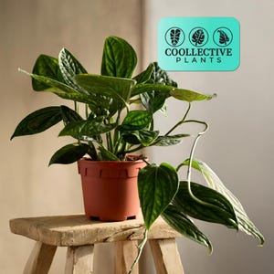 Monstera Peru - Rare Live Indoor Climbing Plant – Easy Care Tropical Houseplant, Beginner Friendly Starter