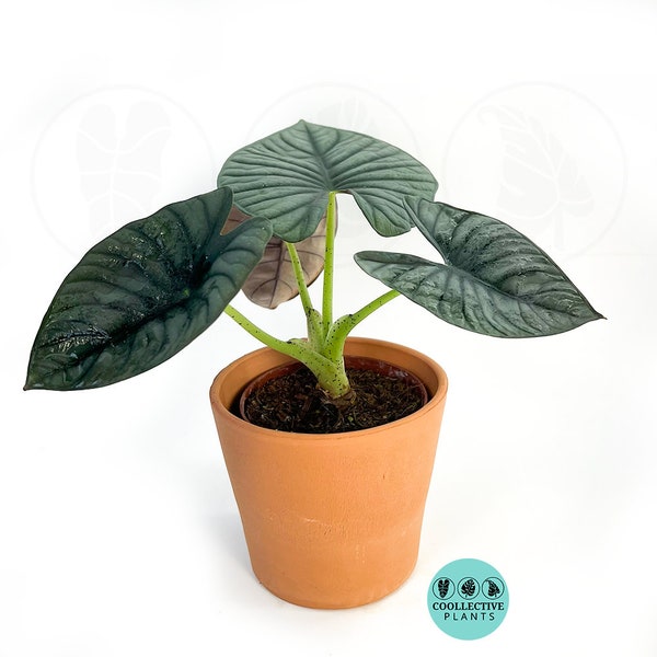 Alocasia Nebula Imperialis : Indoor Plants - Easy Care Houseplant - Starter Plant ,Live Indoor, Easy to Grow - Beginner Plant