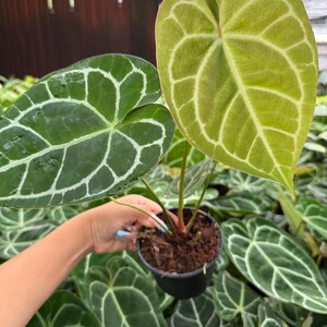 May include: A potted Anthurium plant with large, heart-shaped leaves. The leaves are a deep green with prominent white veining. One leaf is a lighter green. The plant is in a black pot, held by a person.