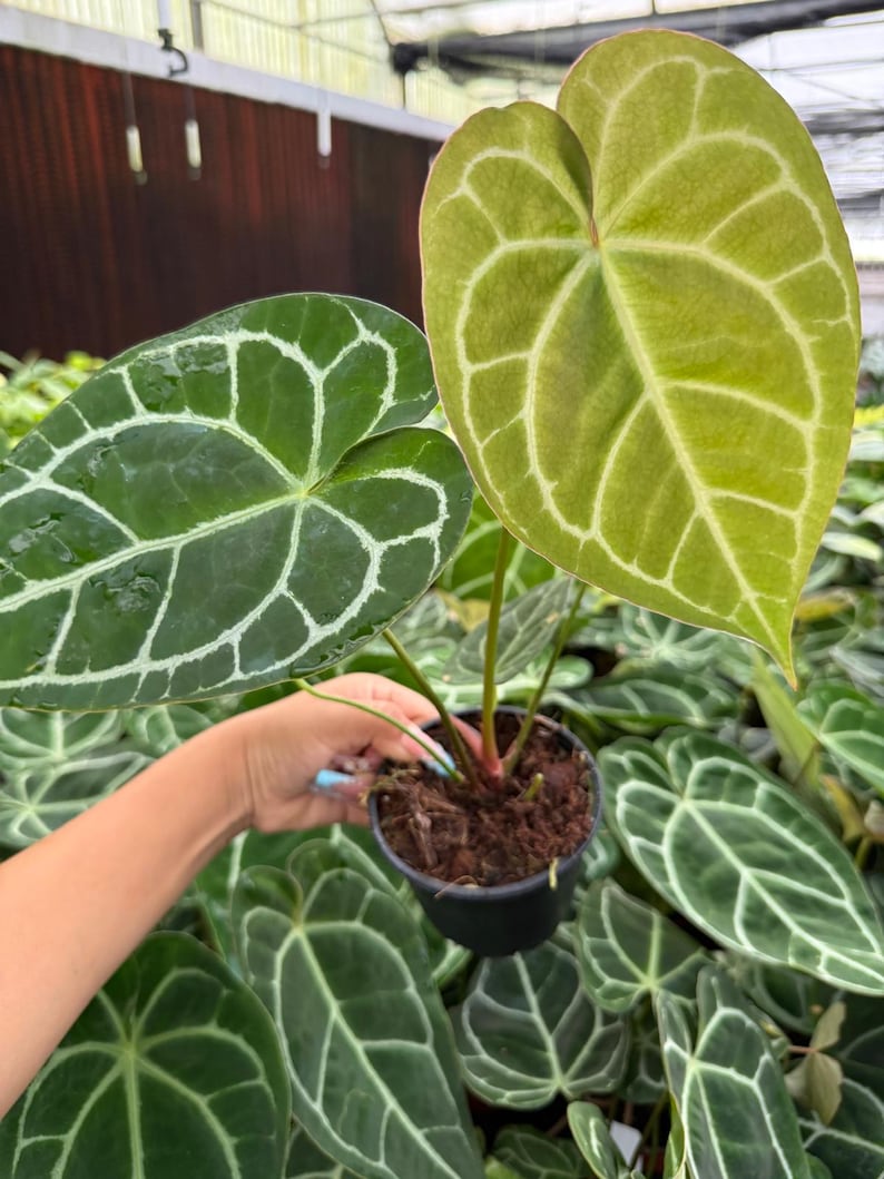 May include: A potted Anthurium plant with large, heart-shaped leaves. The leaves are a deep green with prominent white veining. One leaf is a lighter green. The plant is in a black pot, held by a person.