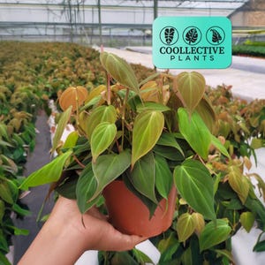 Philodendron Micans - Velvet Leaf Live Indoor Houseplant – Easy Care Tropical Climbing Starter Plant, Beginner Friendly