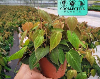 Philodendron Micans - Velvet Leaf Live Indoor Houseplant – Easy Care Tropical Climbing Starter Plant, Beginner Friendly