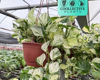 4" Pothos Mangula Live Plant: Unique Indoor Vine, Beginner Friendly Houseplant