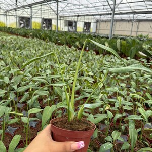 May include: A small potted plant with long, green leaves and a slender stem is held in a brown plastic pot. The plant is in a greenhouse setting, surrounded by many other plants in similar pots. The background shows a large greenhouse with a metal frame and a translucent roof.