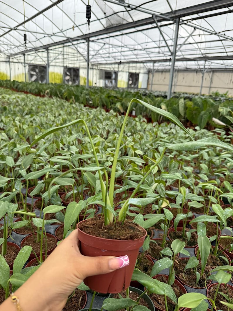 May include: A small potted plant with long, green leaves and a slender stem is held in a brown plastic pot. The plant is in a greenhouse setting, surrounded by many other plants in similar pots. The background shows a large greenhouse with a metal frame and a translucent roof.