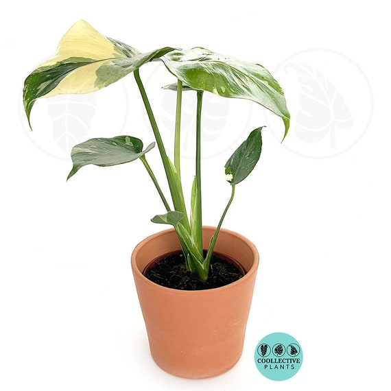 How to Grow and Care for Thai Constellation Monstera