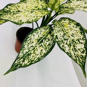 Pu&ograve; includere: Una pianta di Dieffenbachia in vaso, con grandi foglie verdi macchiate con motivi bianco crema. Le foglie presentano una marcata struttura venosa. Il vaso &egrave; marrone, su sfondo bianco.