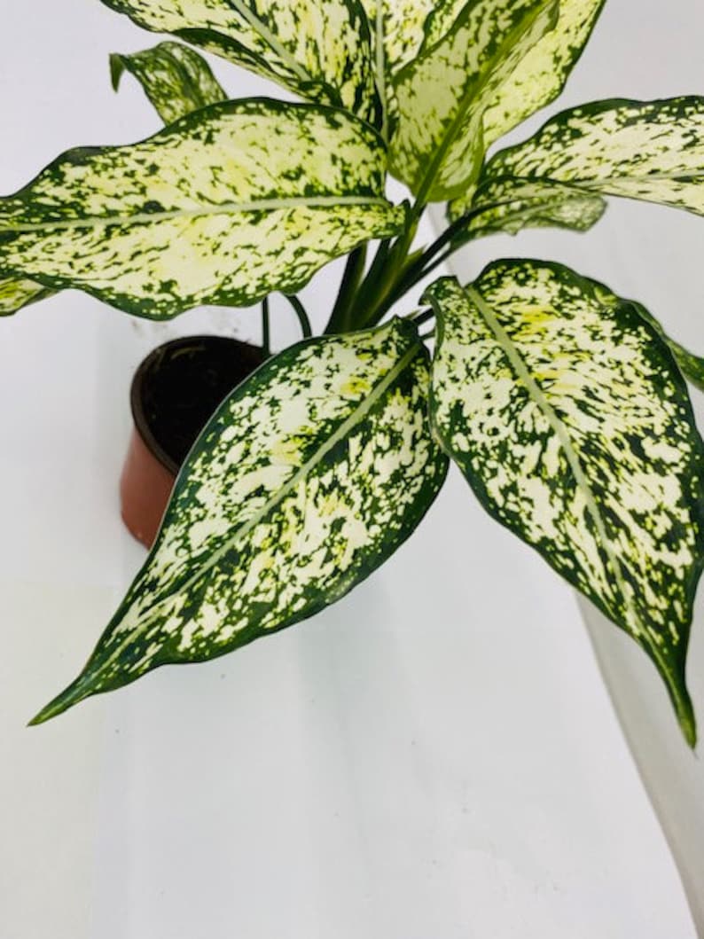 Pu&ograve; includere: Una pianta di Dieffenbachia in vaso, con grandi foglie verdi macchiate con motivi bianco crema. Le foglie presentano una marcata struttura venosa. Il vaso &egrave; marrone, su sfondo bianco.