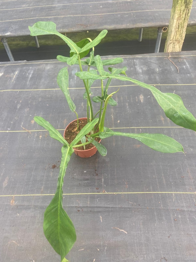 Pu&ograve; includere: Una pianta verde con foglie grandi e appuntite che cresce in un vaso marrone. La pianta &egrave; su una superficie nera.