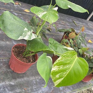 May include: Close-up of potted plants with large, green leaves, some with white variegation. The plants are in small, brown plastic pots. The background is a dark, textured surface.