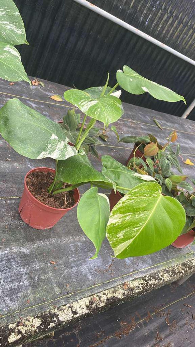 May include: Close-up of potted plants with large, green leaves, some with white variegation. The plants are in small, brown plastic pots. The background is a dark, textured surface.