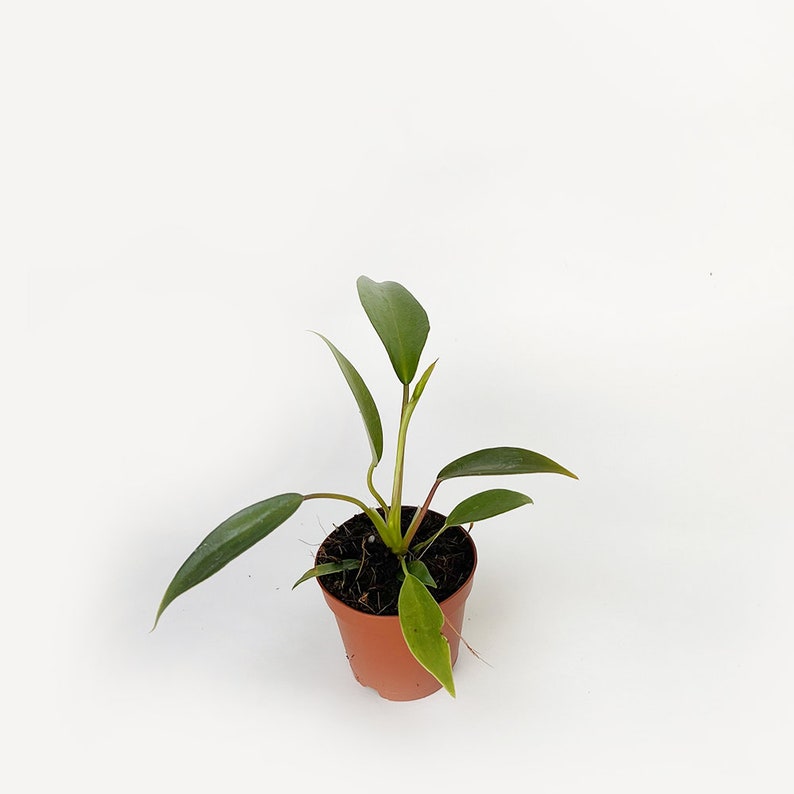 Coollective Plants Philodendron Joepii