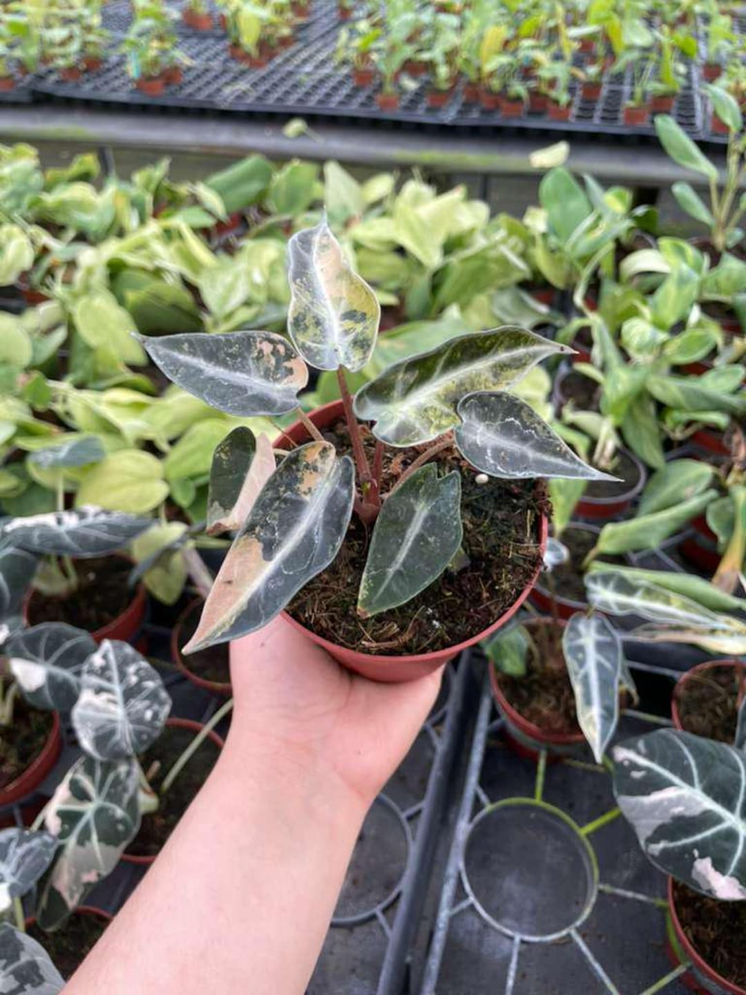 Alocasia Aurea Bambino Variegated 