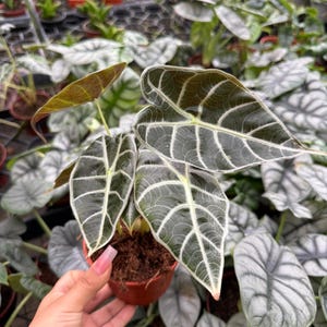Alocasia Watsoniana &quot;Rare Plant&quot; :  Indoor Plants - Easy Care Houseplant - Starter Plant ,Live Indoor, Easy to Grow - Beginner Plant